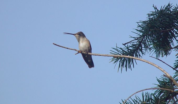 A hummingbird resting up high on a twig